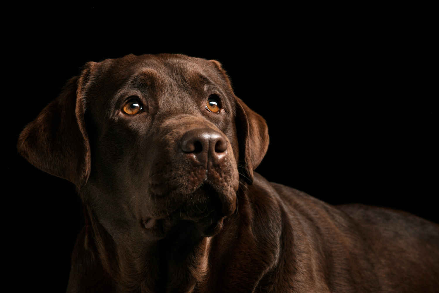 Unleashing the Truth: Discovering the Typical Temperament of a Labrador Retriever